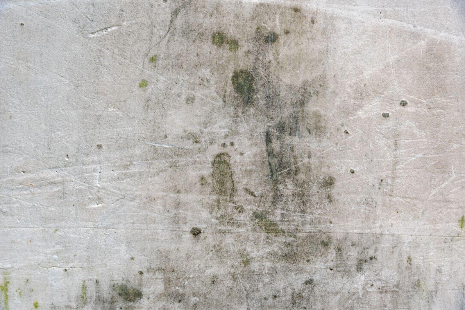 What Causes Mold to Grow Indoors and How to Prevent It